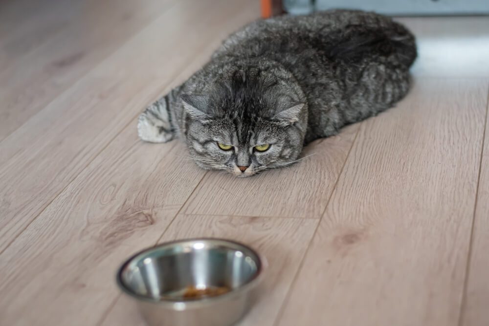 Cat Not Eating? 10 Probable Reasons Why