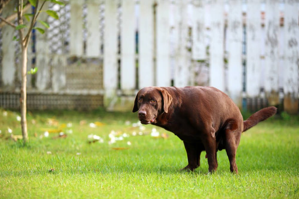 Mucus in Dog Poop What You Need to Know