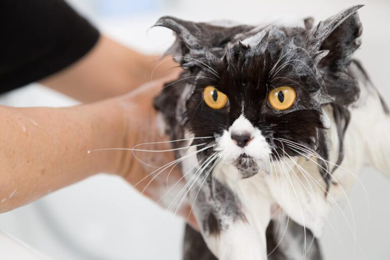 The Best 5 Flea Shampoos for Cats for Ultimate Protection