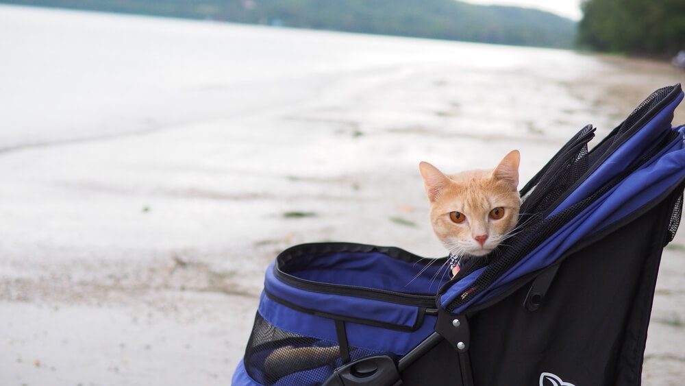 The Best 7 Cat Carrier with Wheels for OntheGo