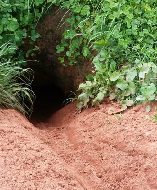 Farm advice how to spot badger signs and reduce badgercattle