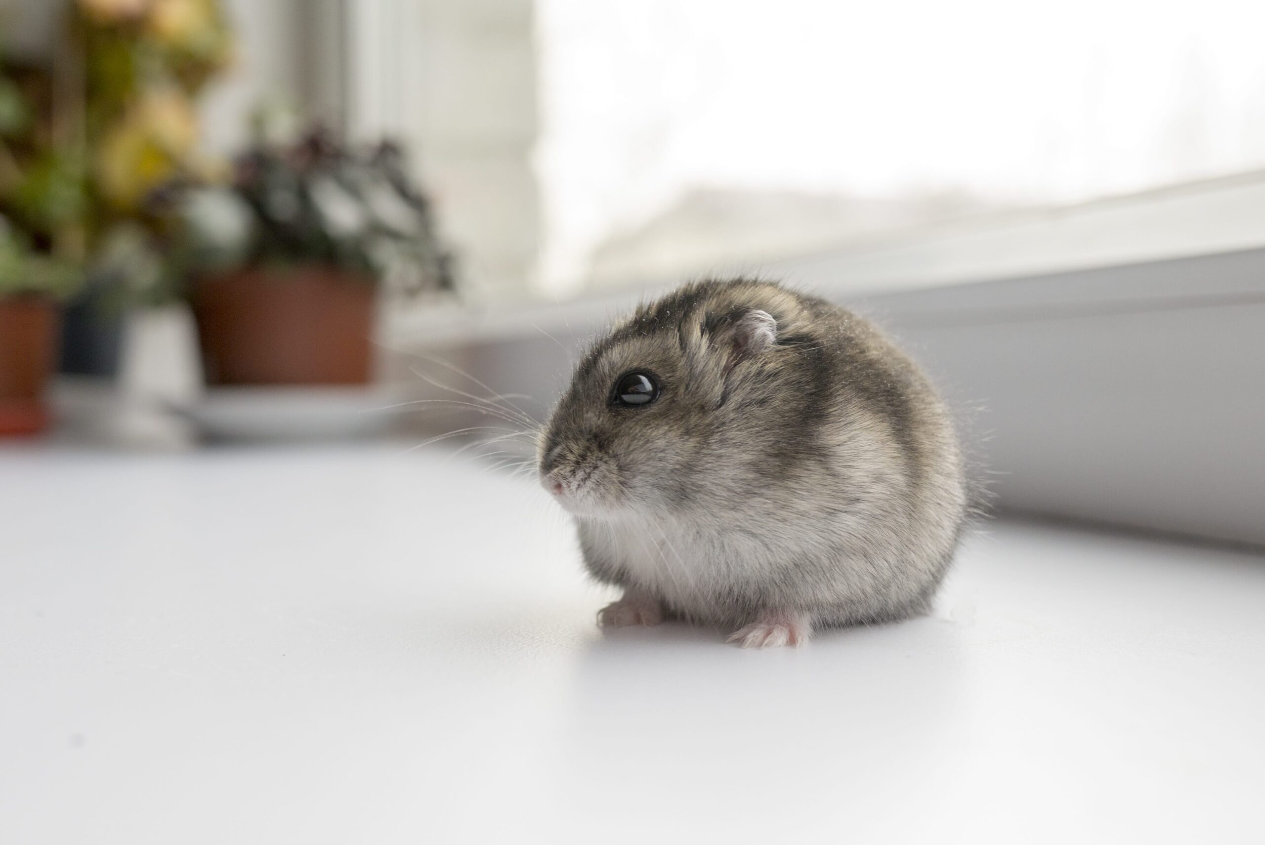 Is my hamster hibernating or dead? Veterinary Practice