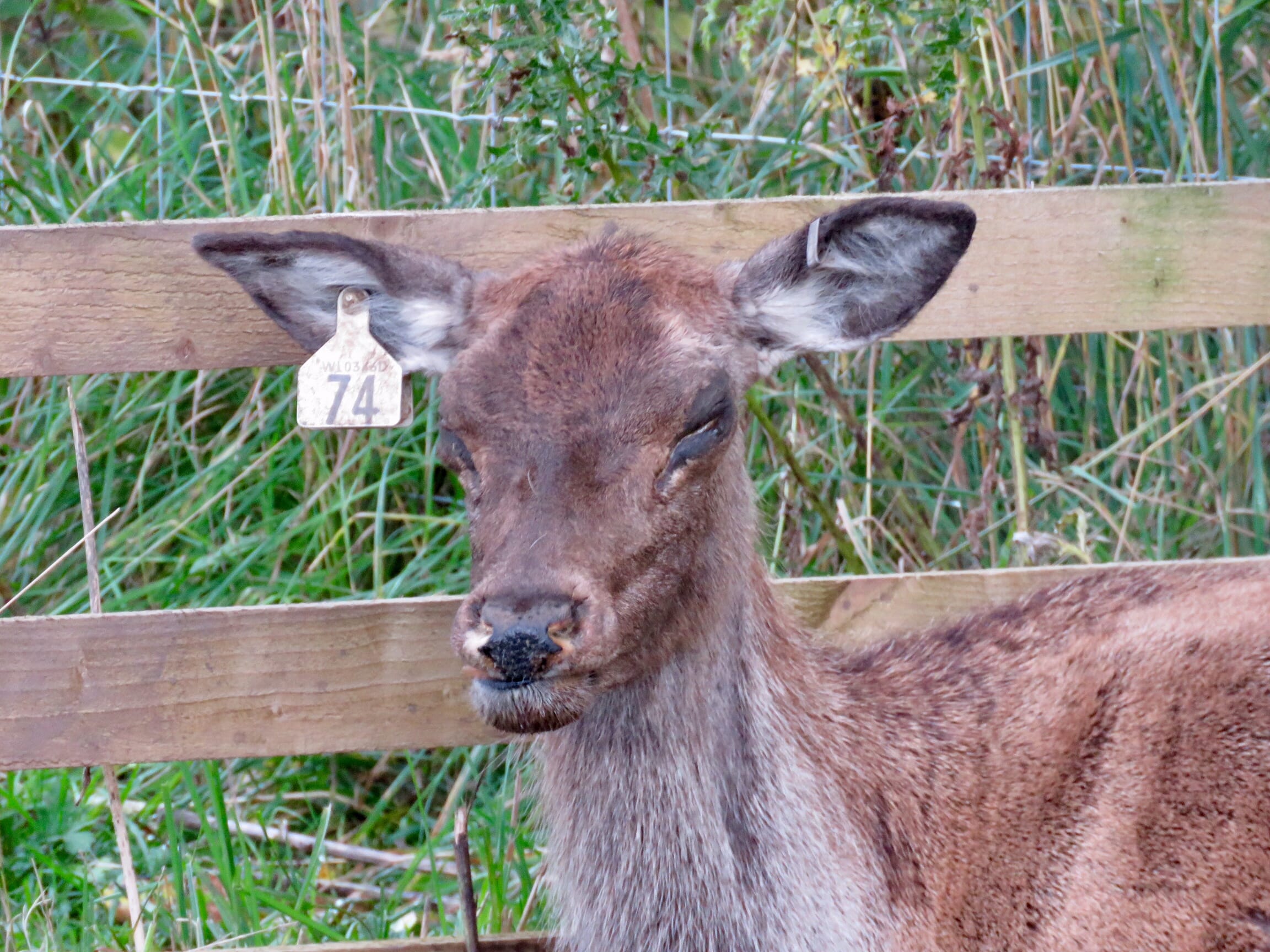 Diseases of farmed deer Veterinary Practice