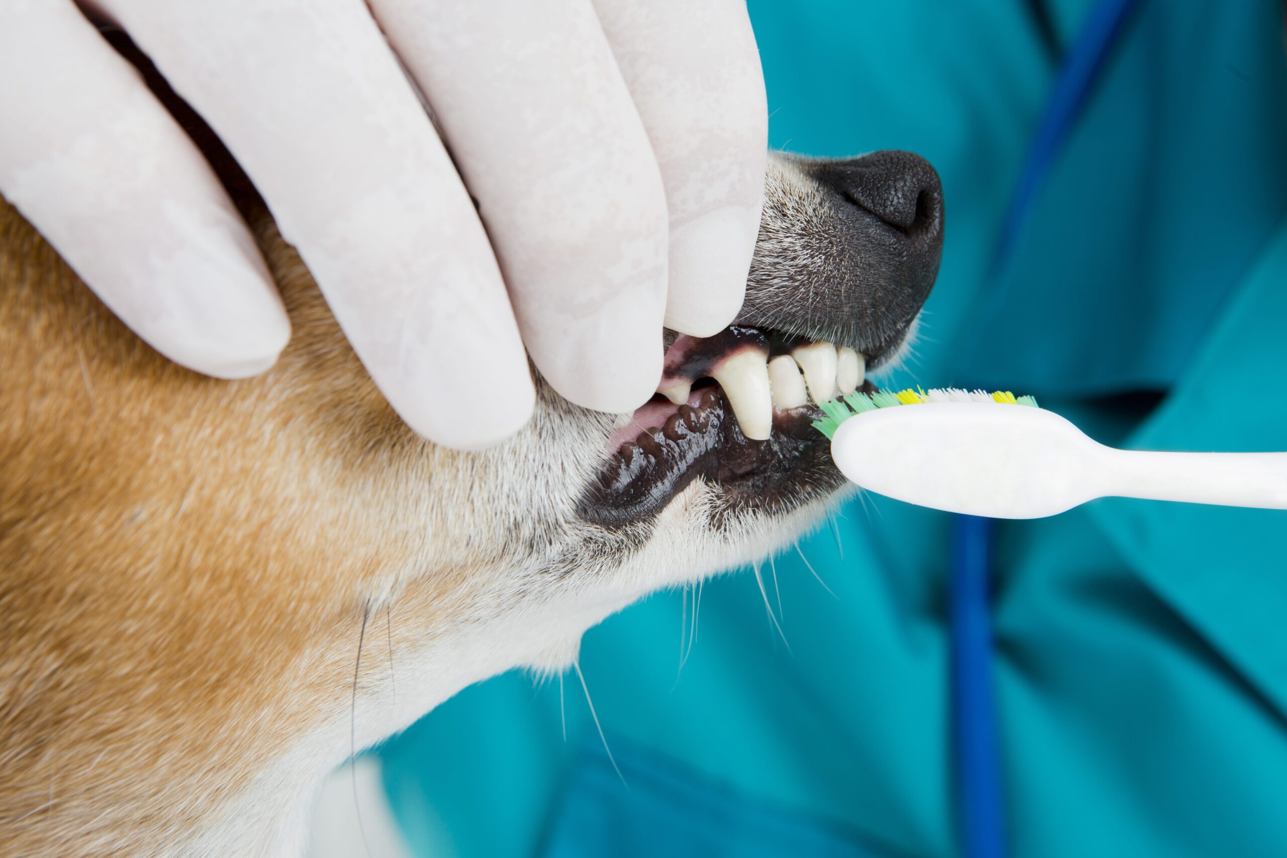 Dog Teeth Extraction