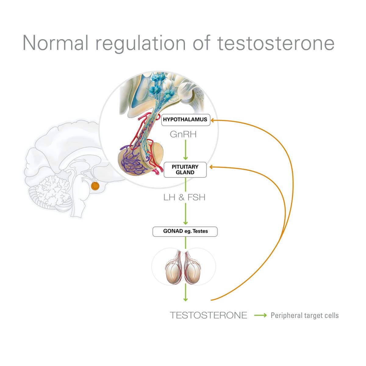 To castrate or not to castrate? Veterinary Practice