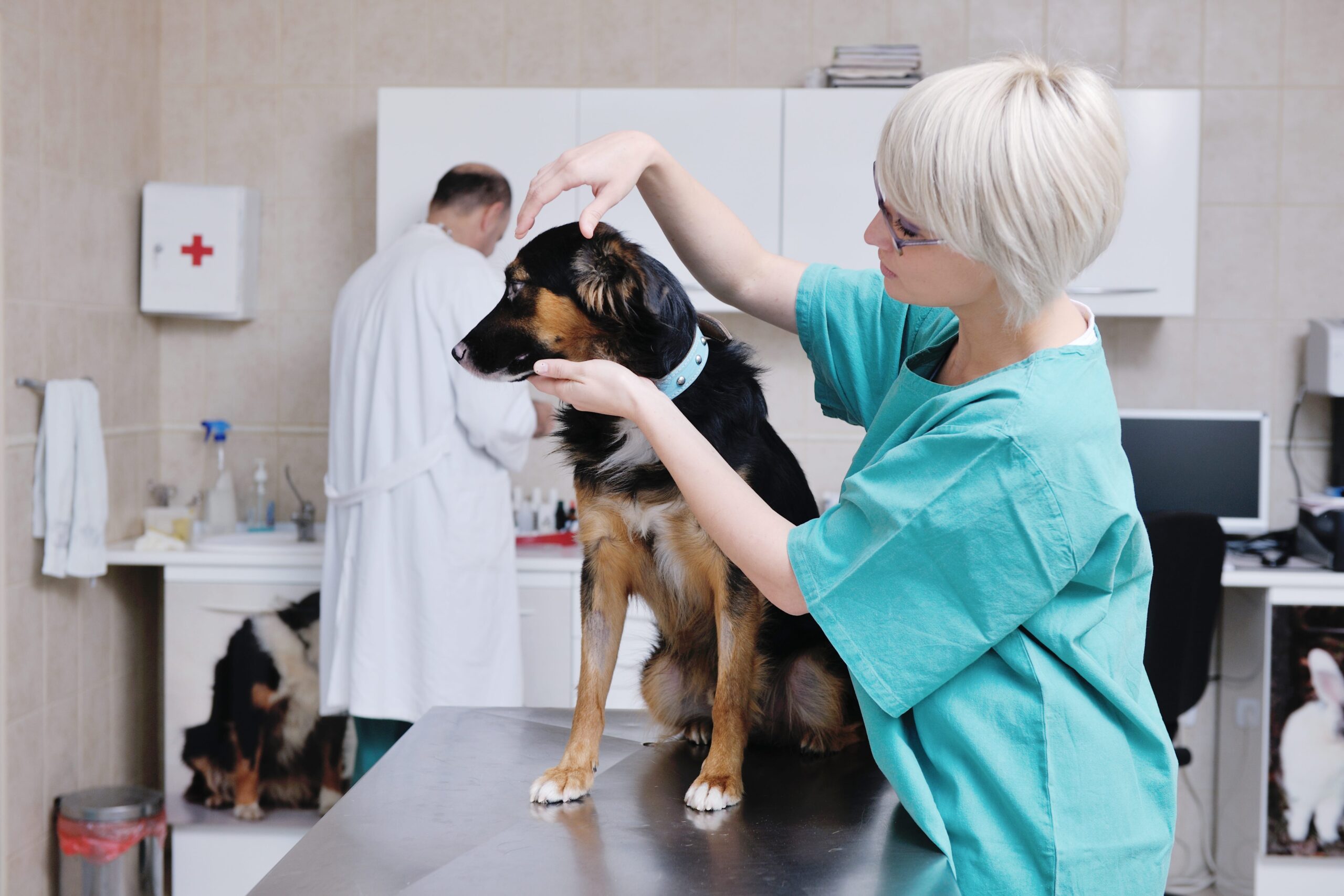 “We should forever be thankful for being vets” Veterinary Practice