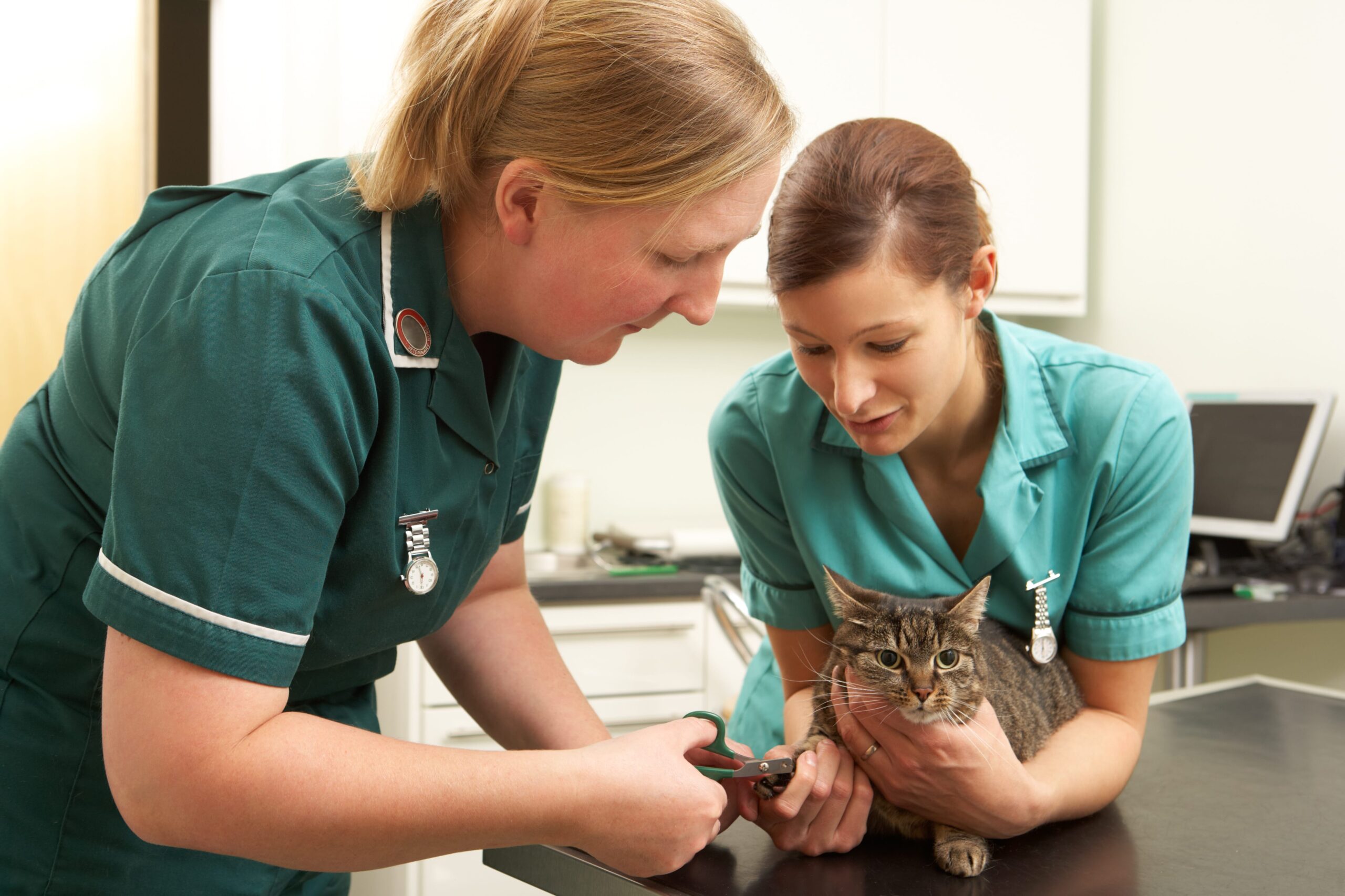 vet receptionist jobs glasgow Linn Redden