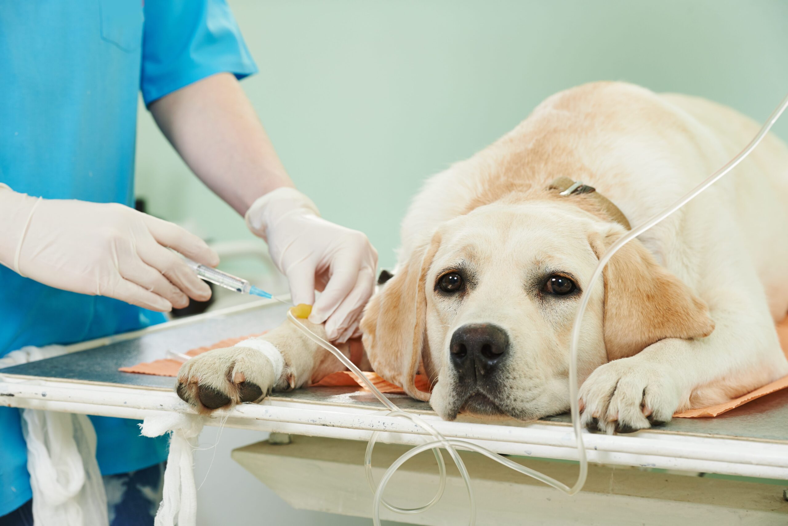 Clinical use of plasma lactate in the emergency patient - Veterinary
