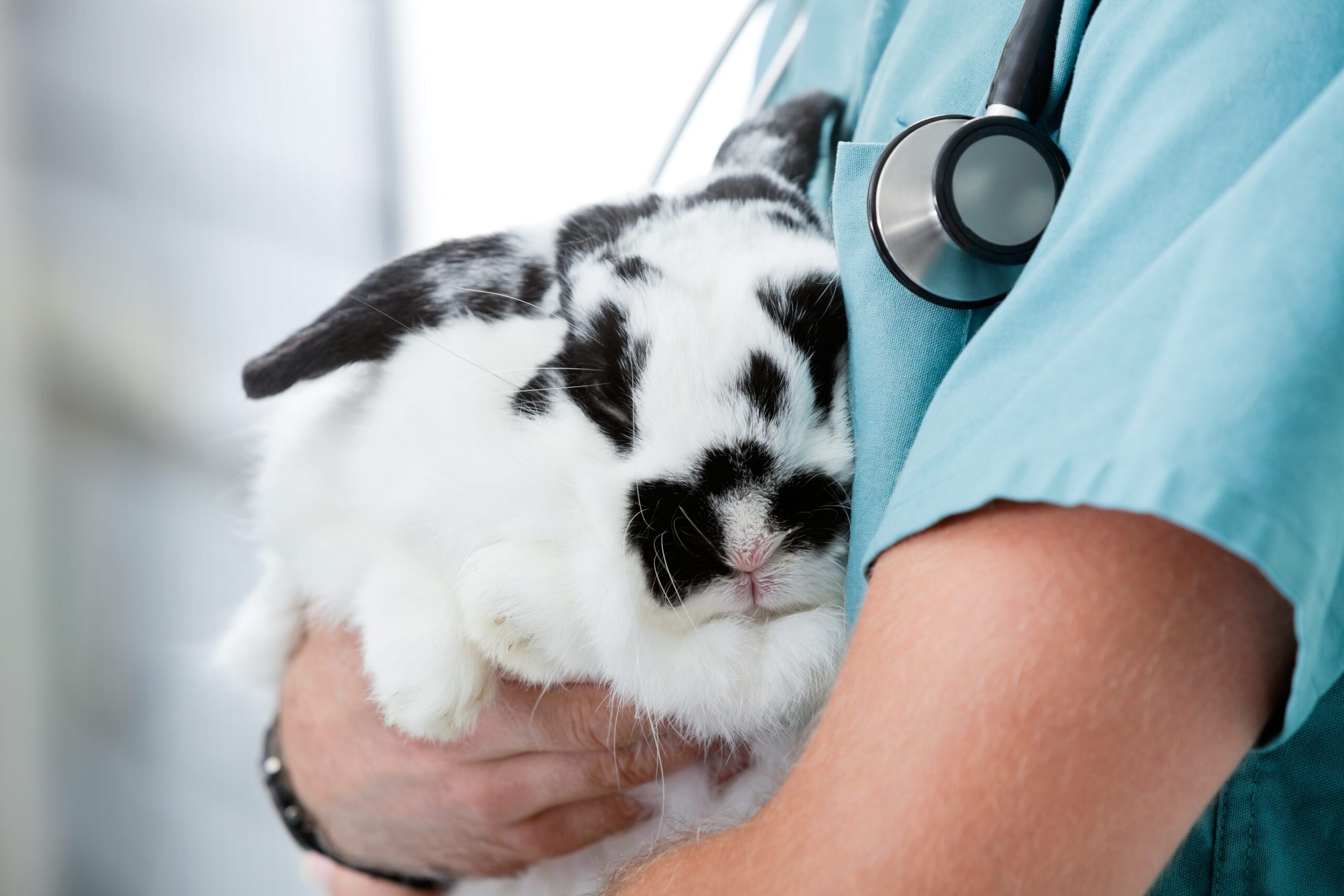 Clinical pathology of rabbits interpretation of biochemistry