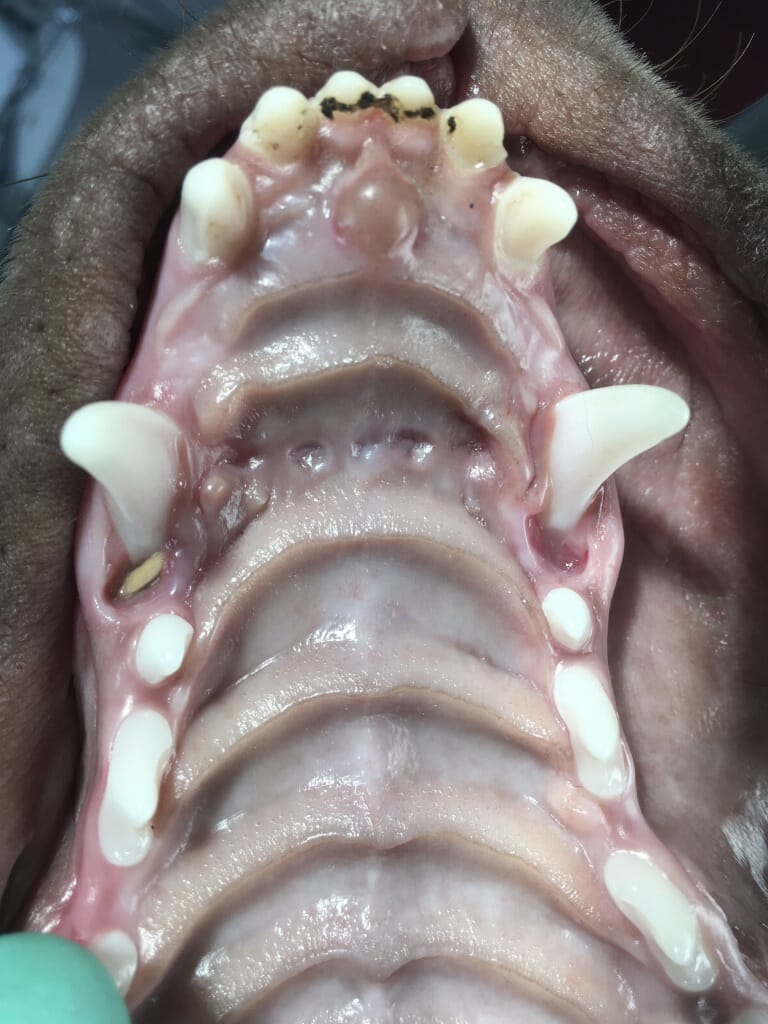 Recognising malocclusion in dogs and cats Veterinary Practice