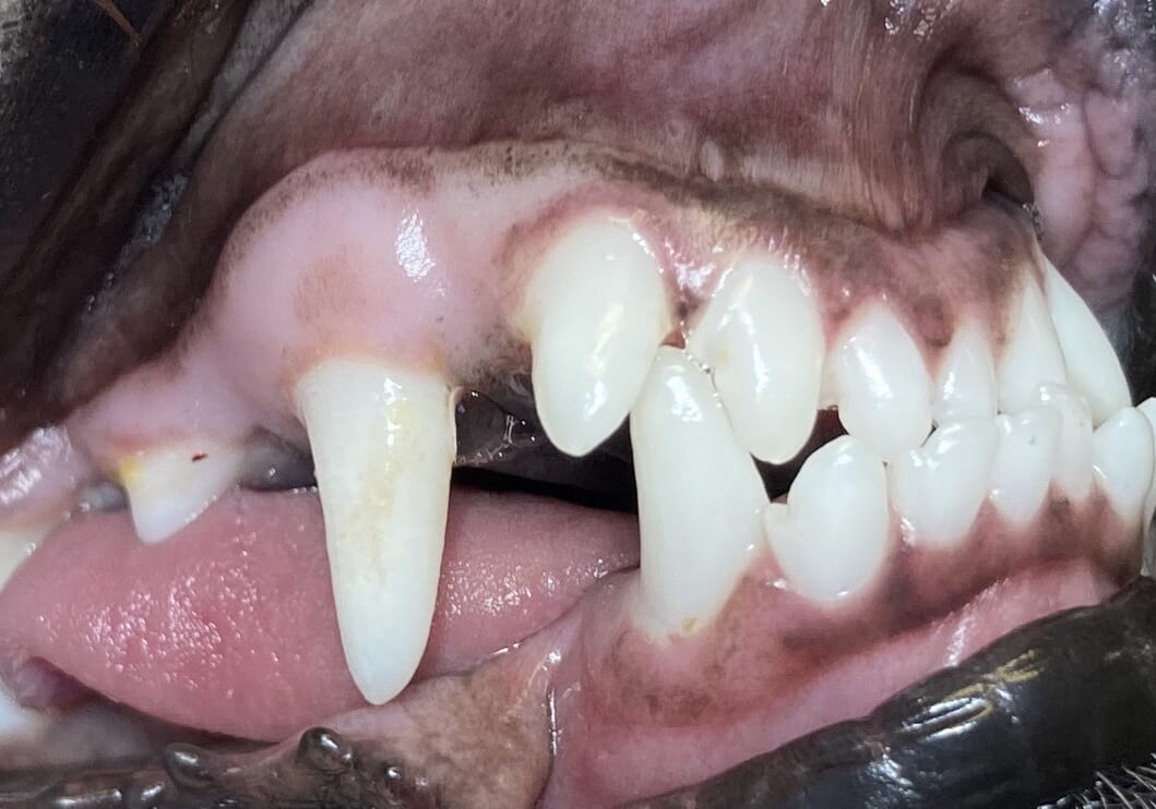 Treating malocclusion in dogs and cats Veterinary Practice