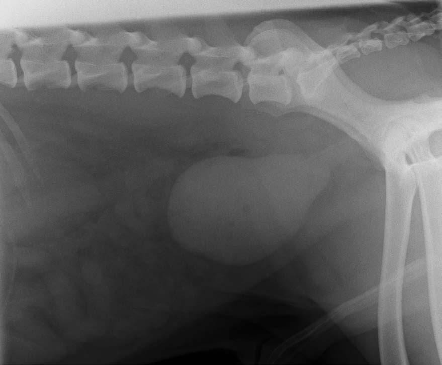 Imaging the bladder in small animals Veterinary Practice
