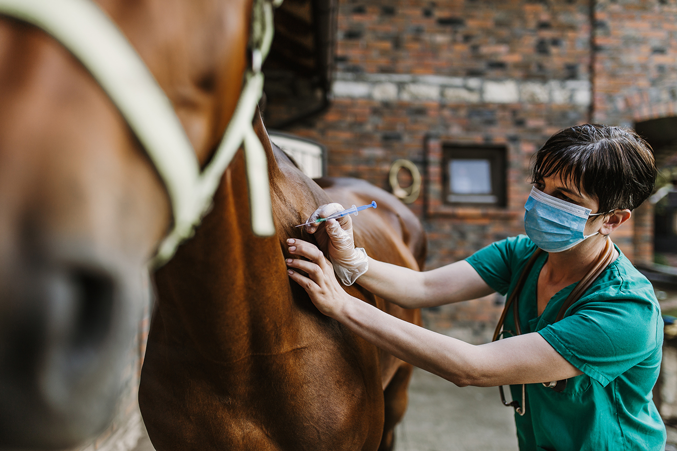 Equine anaesthesia for veterinary nurses Veterinary Practice