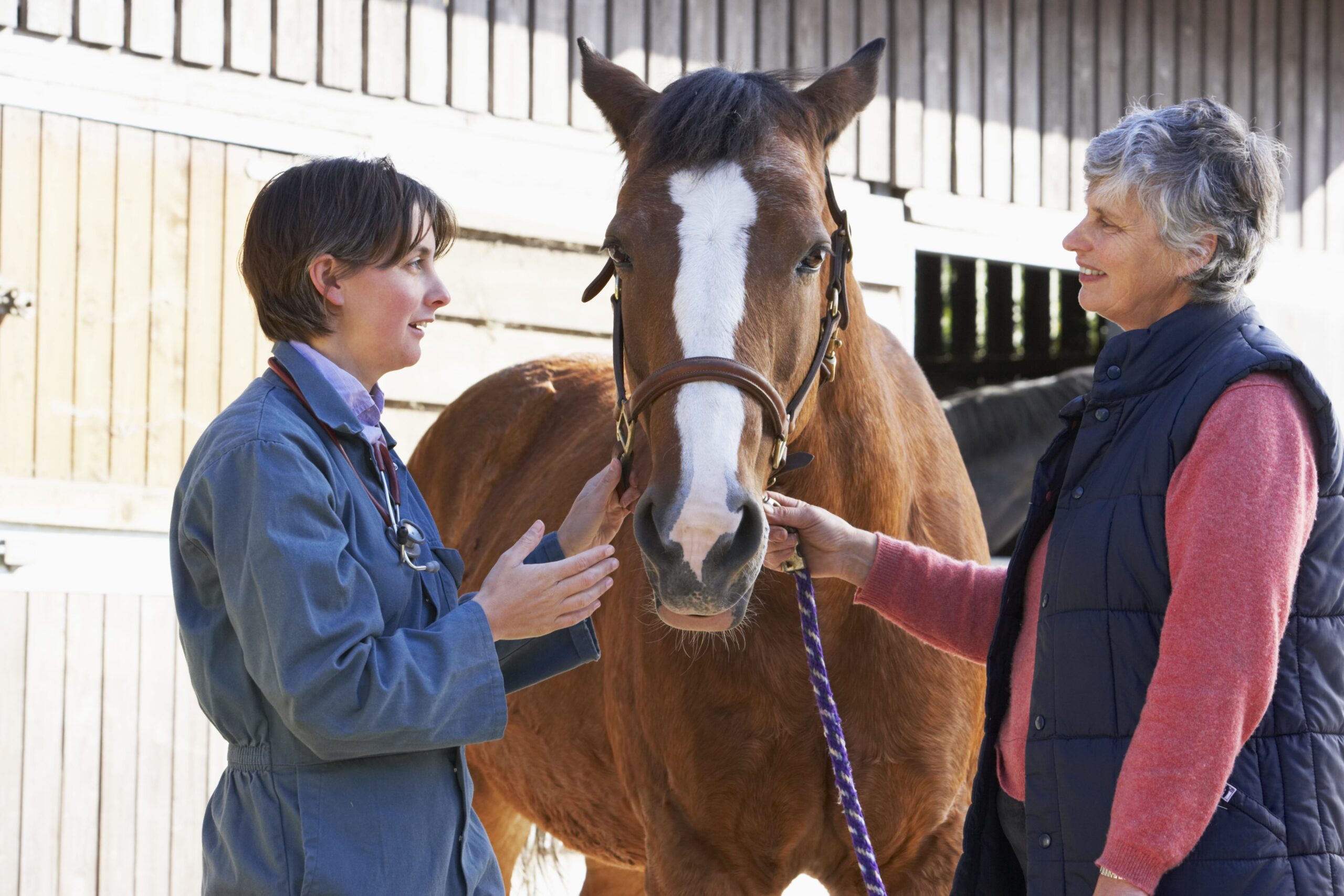 Horse Veterinarian Salary