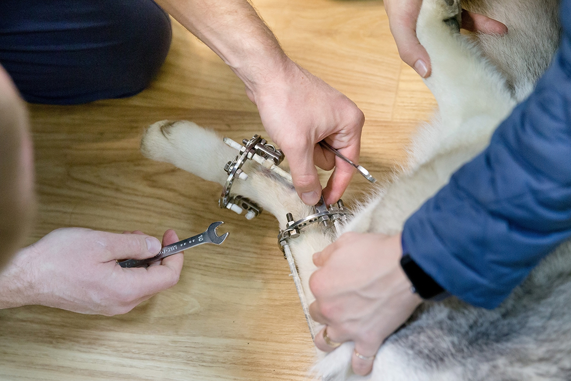 A look through the latest literature orthopaedics Veterinary Practice