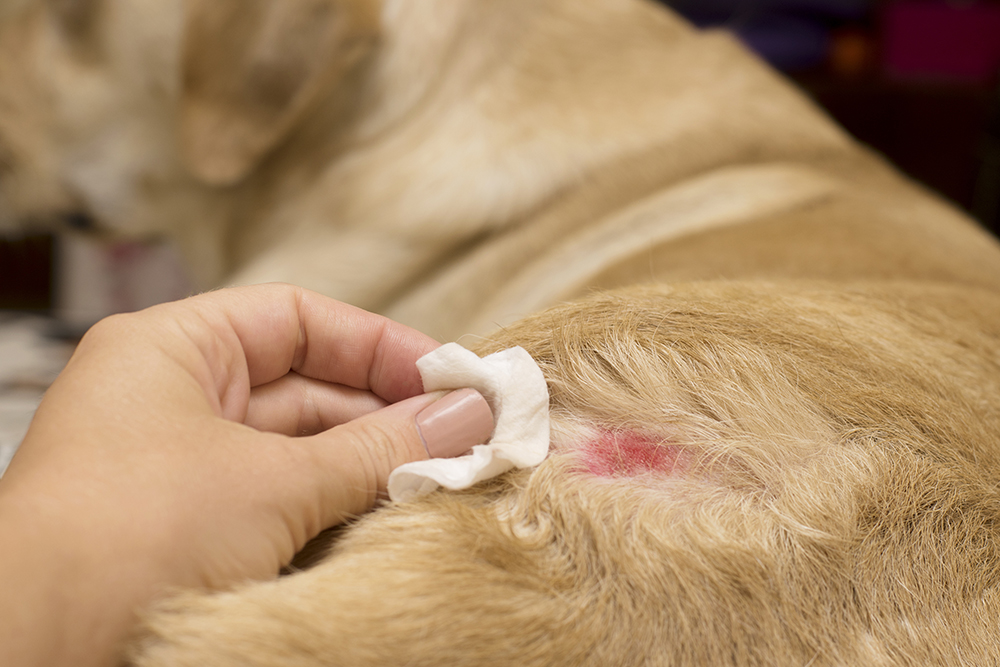 Inside allergy testing a guide to canine atopic dermatitis