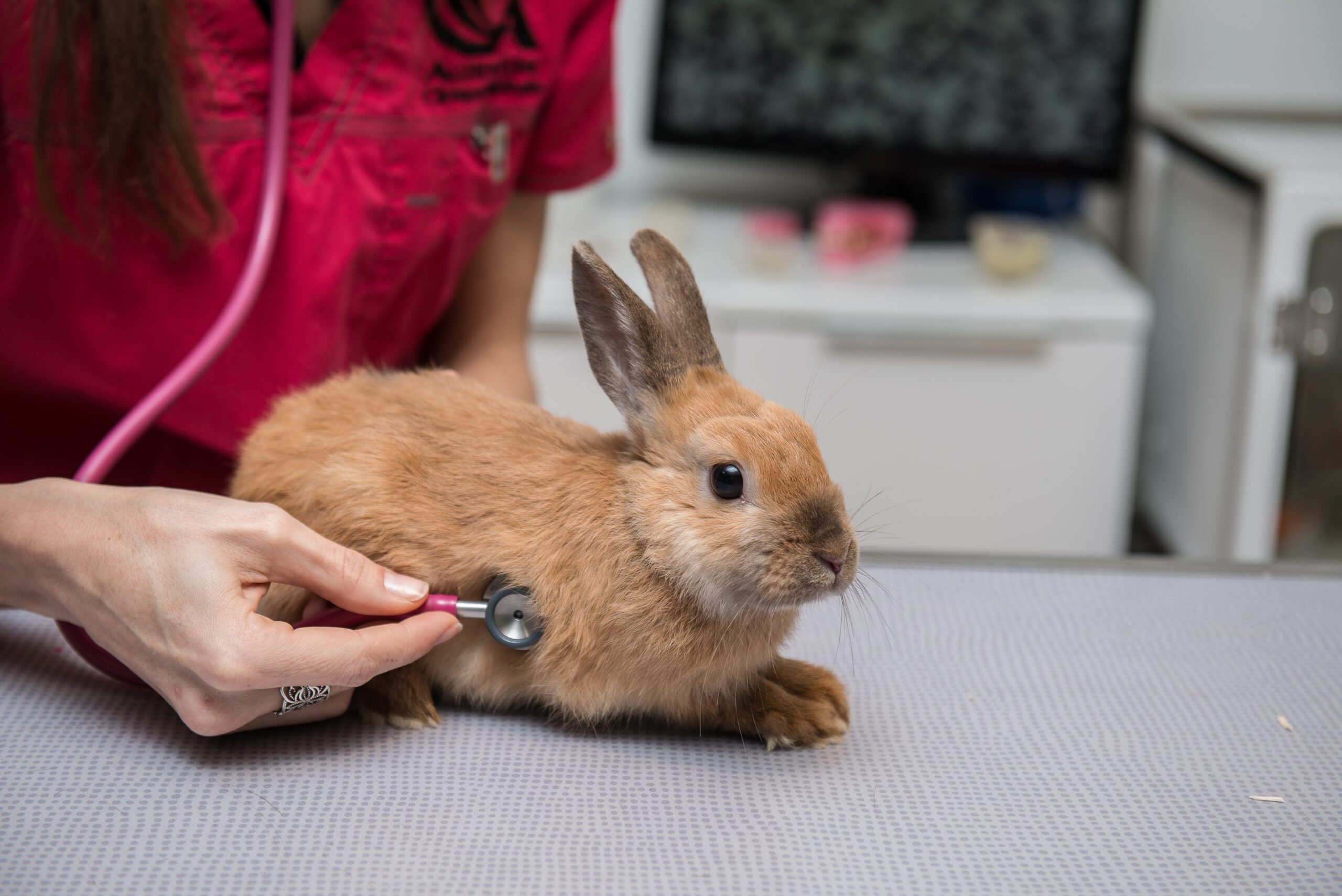 Nursing hospitalised rabbits Veterinary Practice