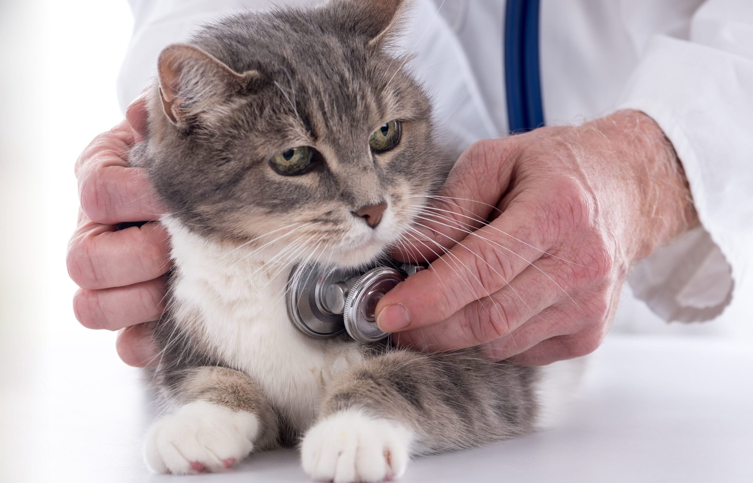 A stepbystep guide to running blood pressure clinics Veterinary Practice