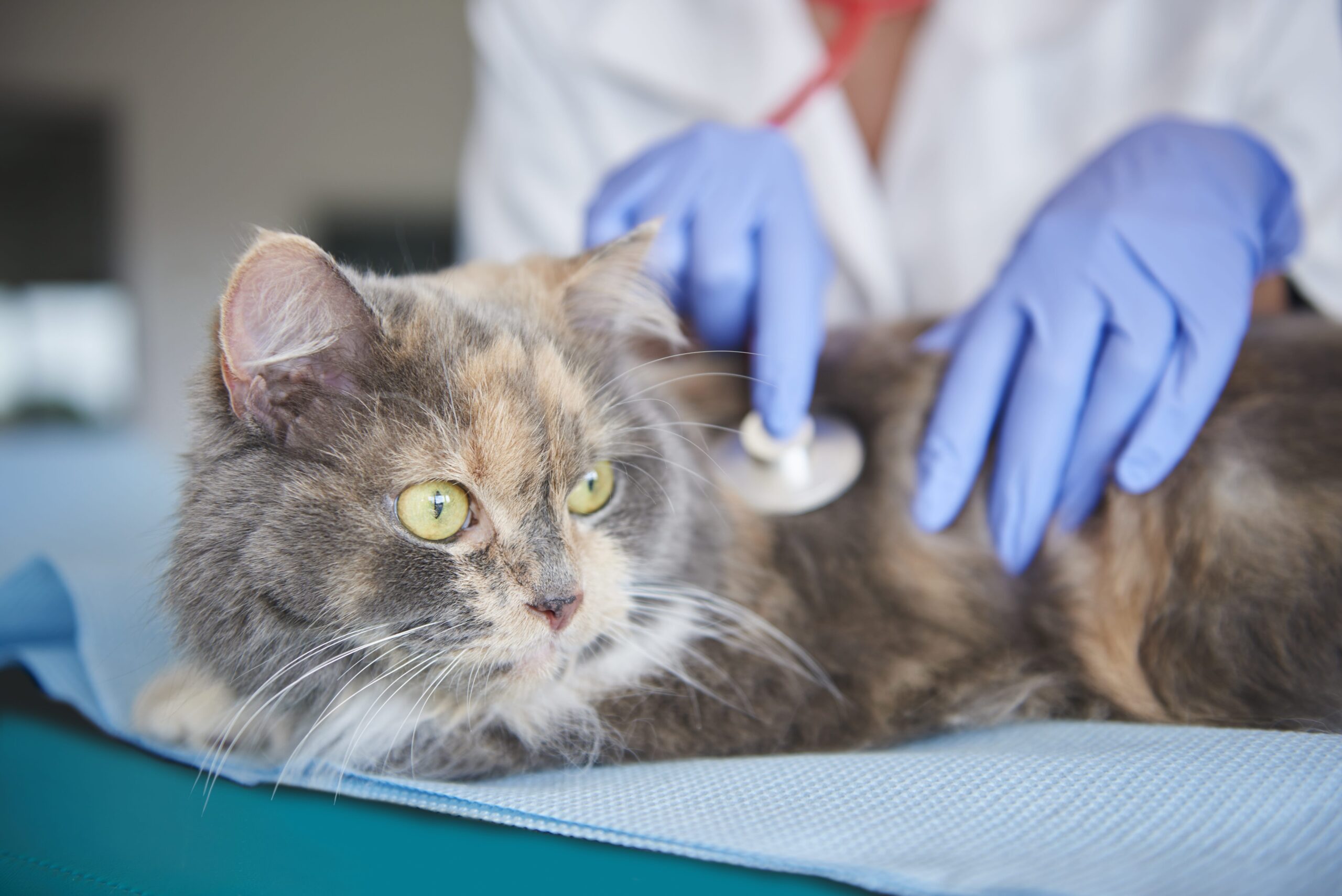 Comparing environmental modification and medical management for feline