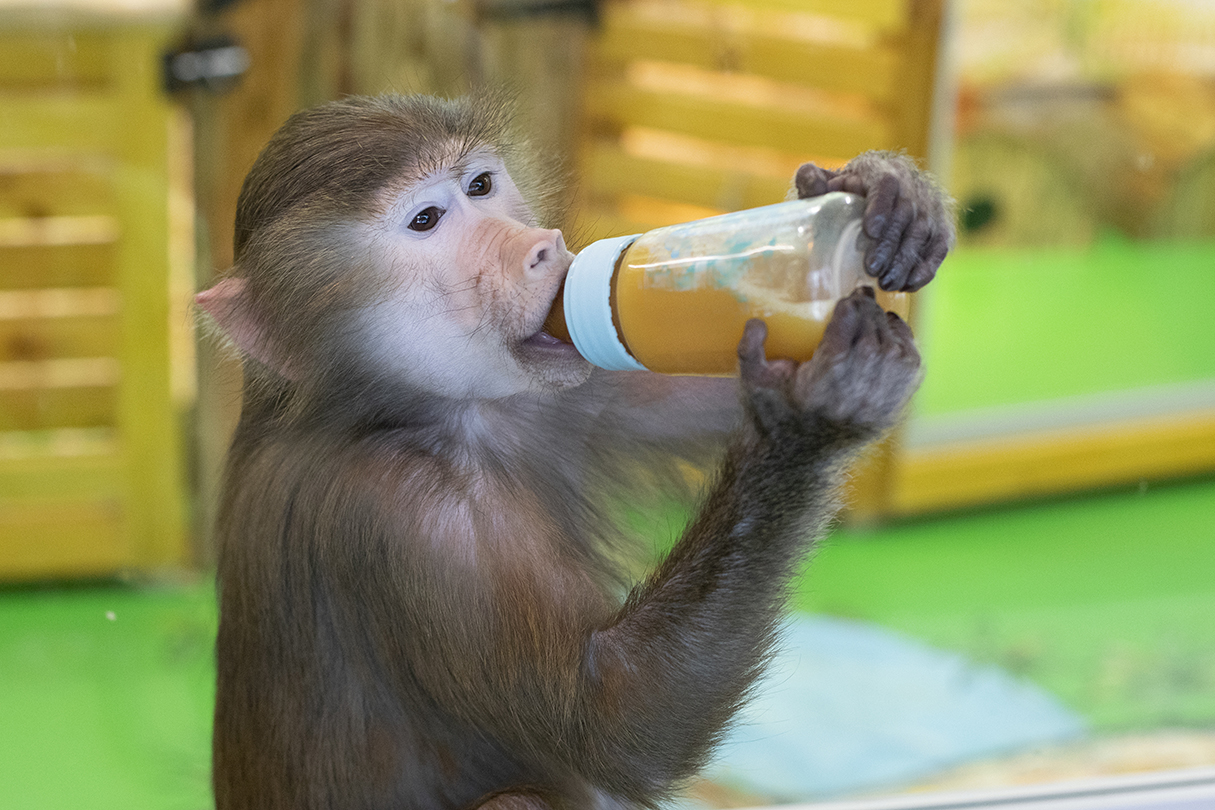 UK Government delivers on promise to ban keeping of primates