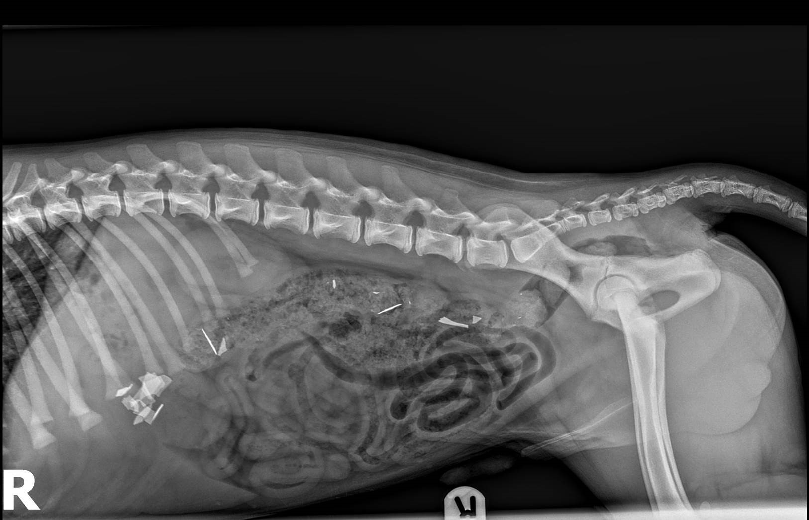 Close shave for puppy who swallowed razor blades Veterinary Practice