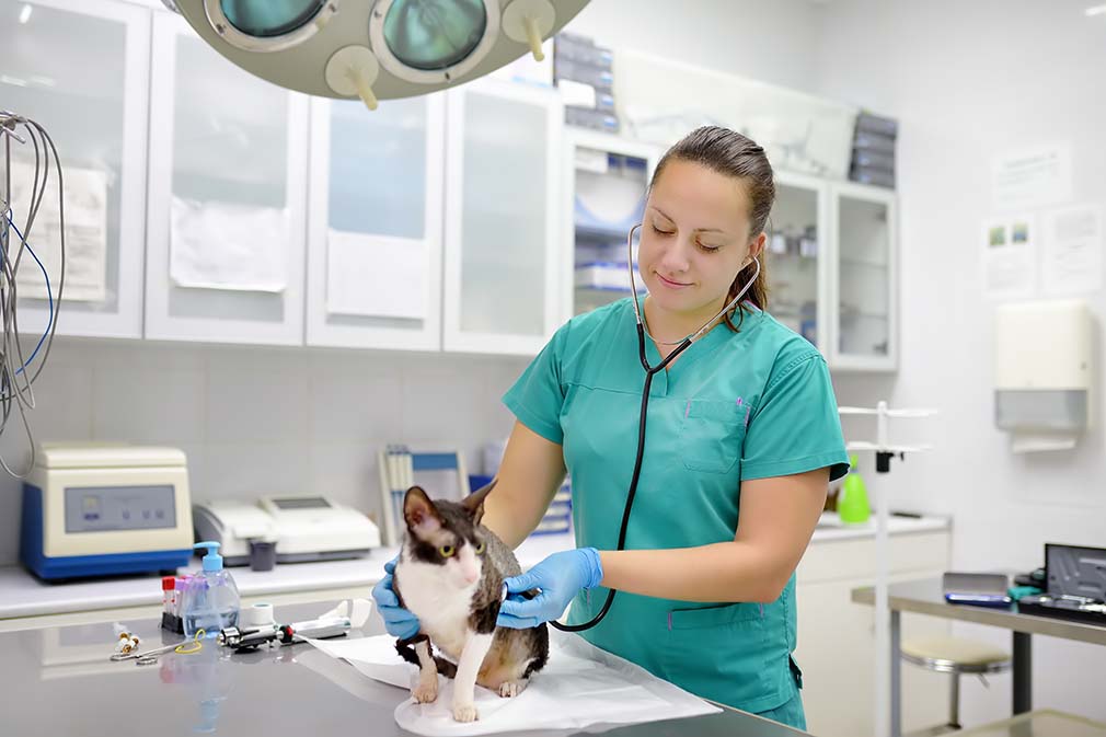 Want to love being a vet? Be your own boss! Veterinary Practice