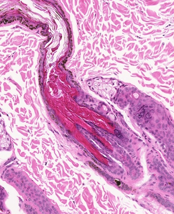 The ABC of diagnostic pathology Veterinary Practice