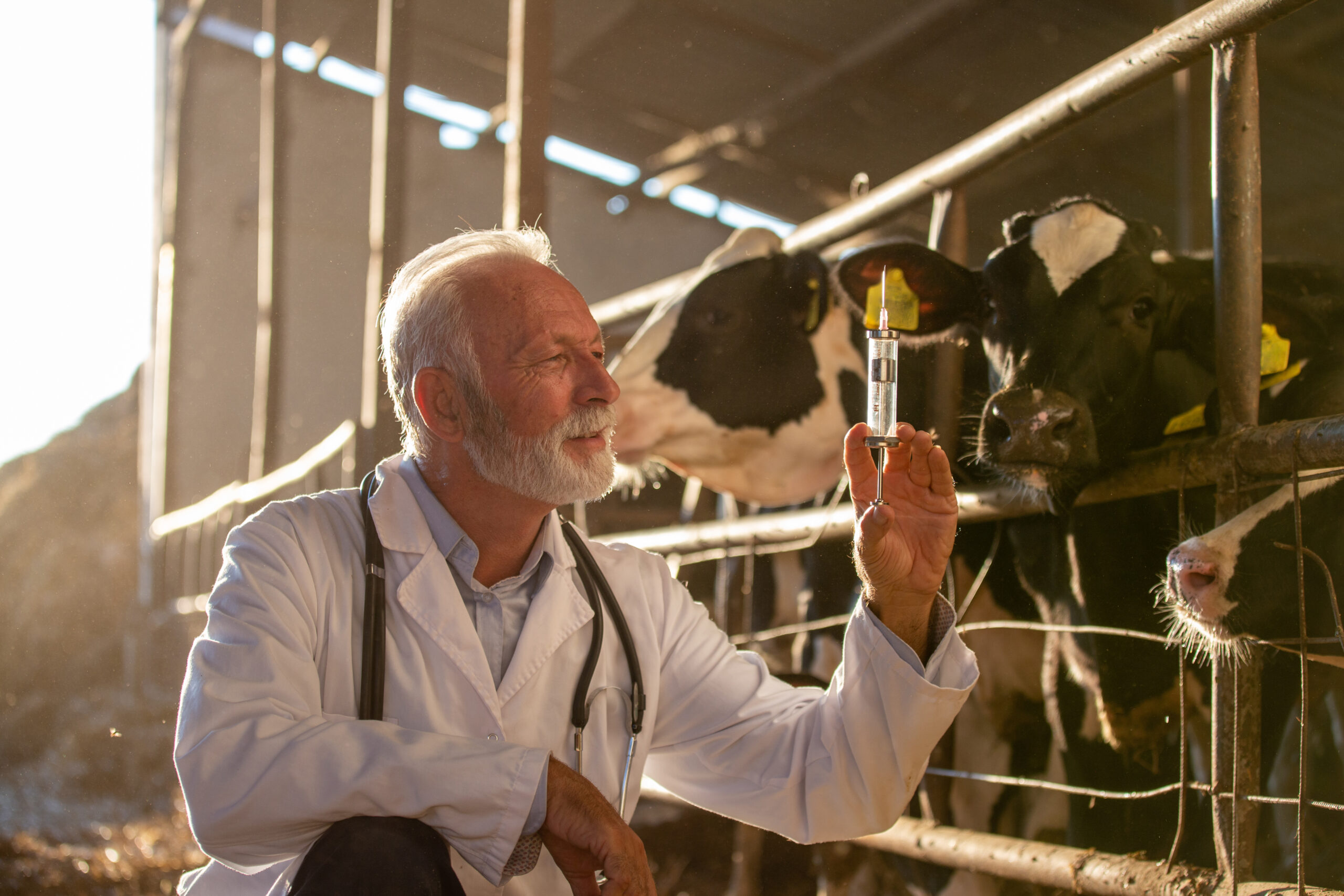 A new approach to improving cattle health Veterinary Practice