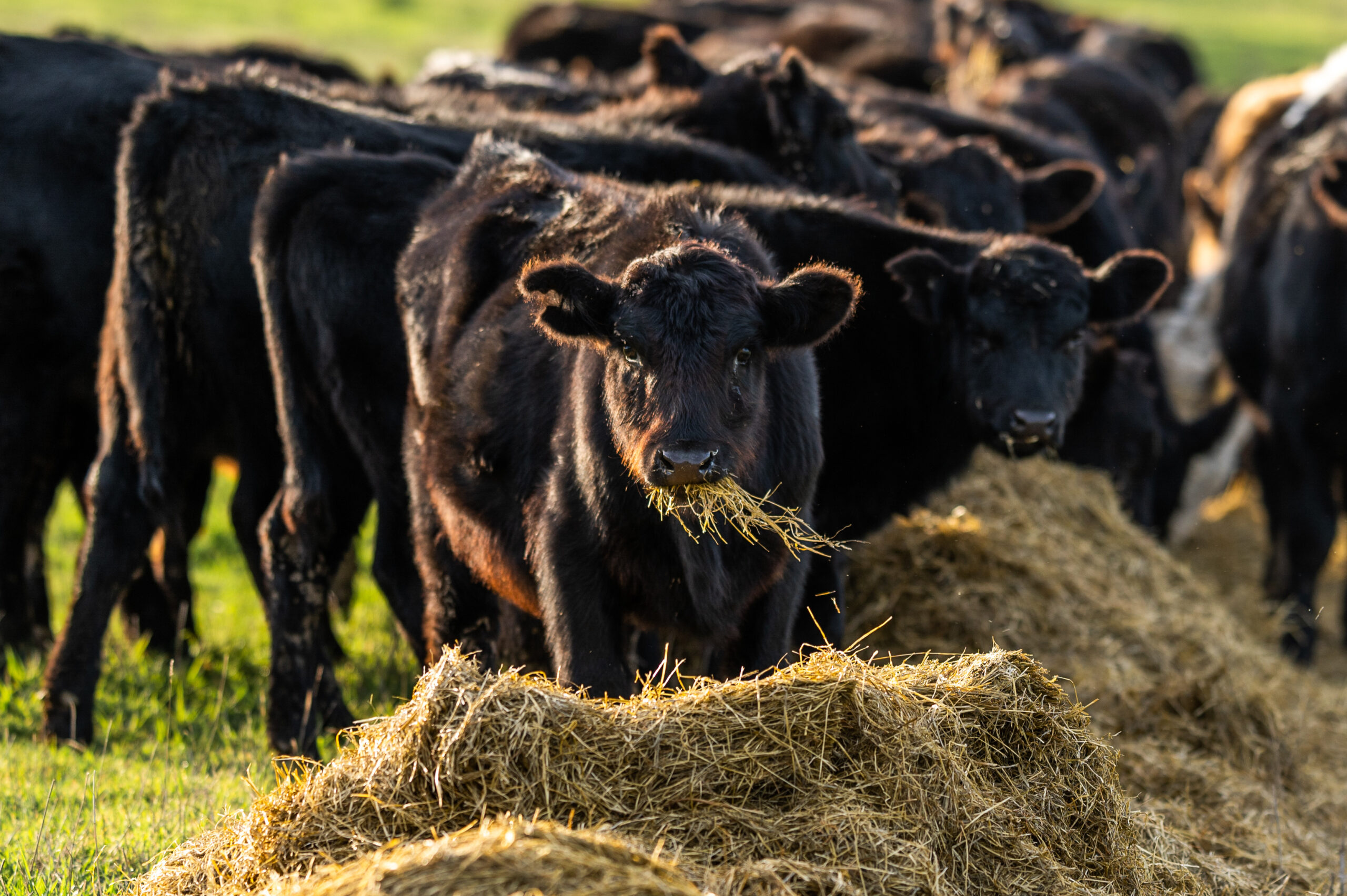 Anthrax do we still need to worry? Veterinary Practice