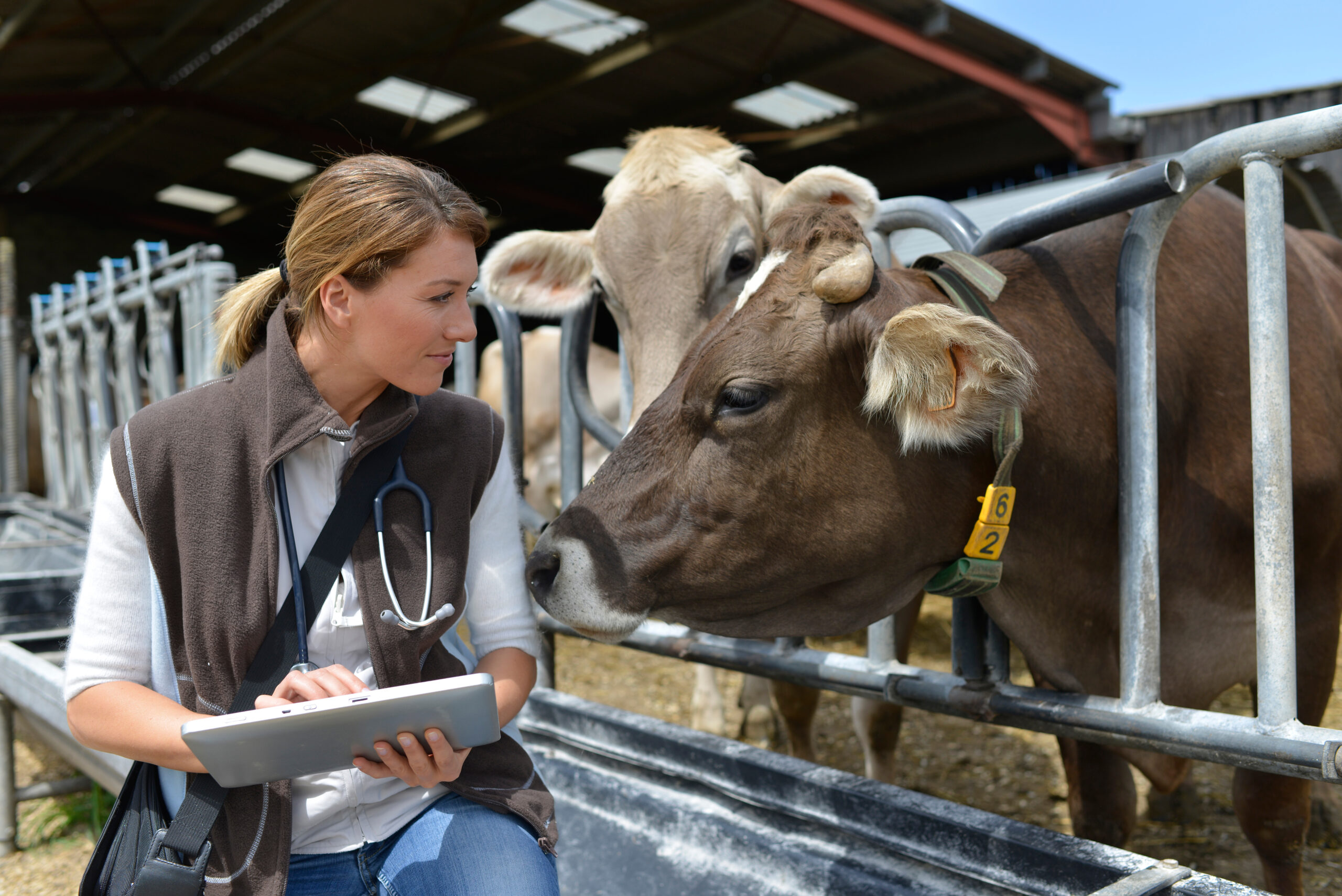 Sustainability, Johne’s disease and common pitfalls in cattle practice