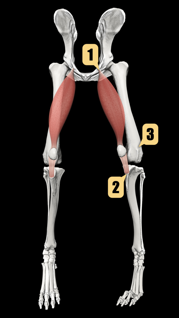 The cause and consequences of patellar luxation in dogs Veterinary