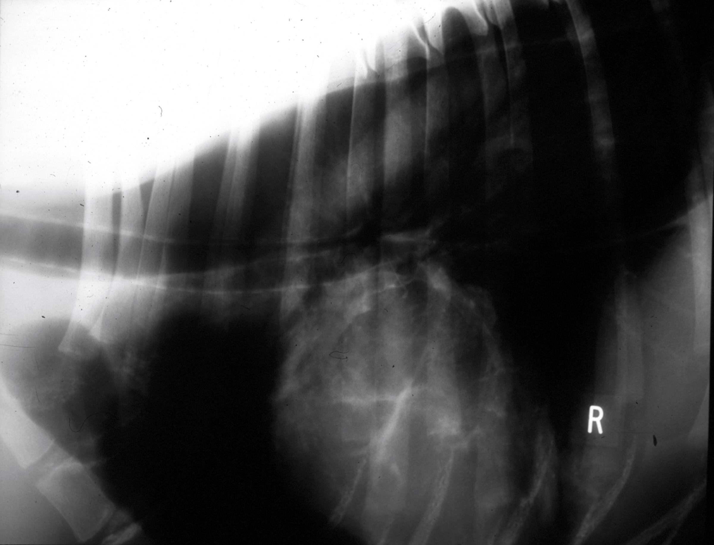 Aerodigestive disorders in dogs Veterinary Practice