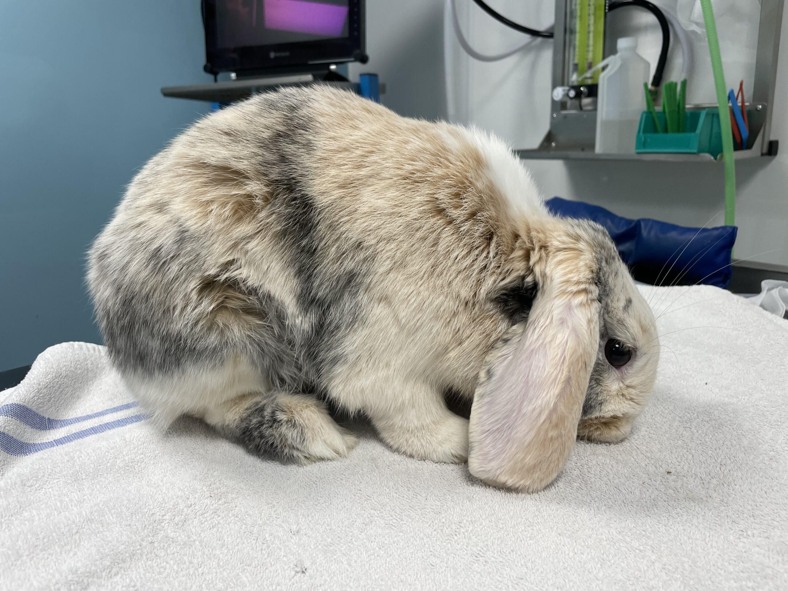 Acute abdomen in rabbits and guinea pigs Veterinary Practice