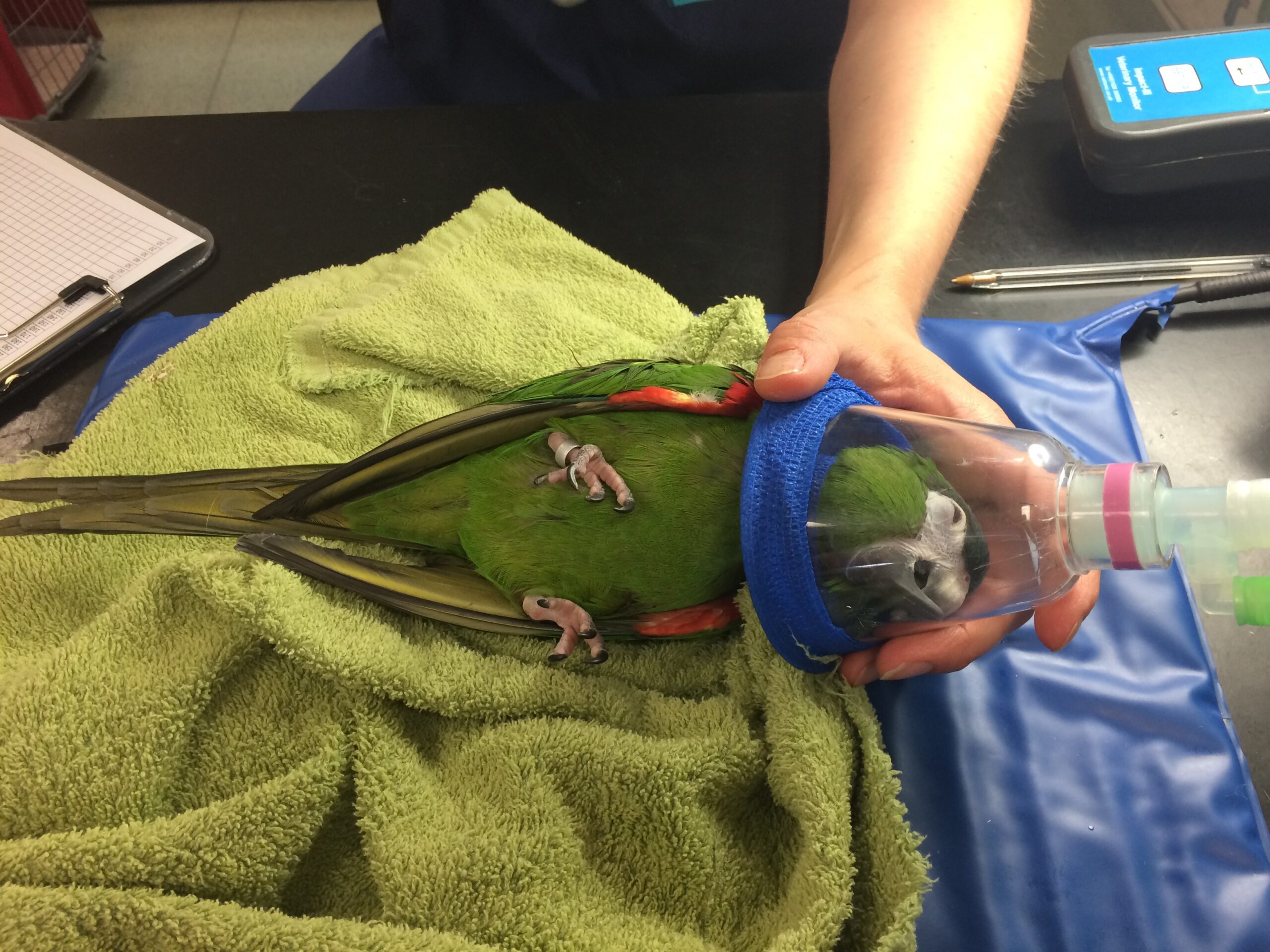 Avian anaesthesia a guide for general practitioners Veterinary Practice