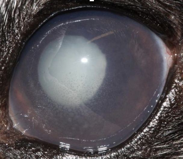 Surgical treatment and postoperative management of diabetic cataract in dogs Veterinary Practice