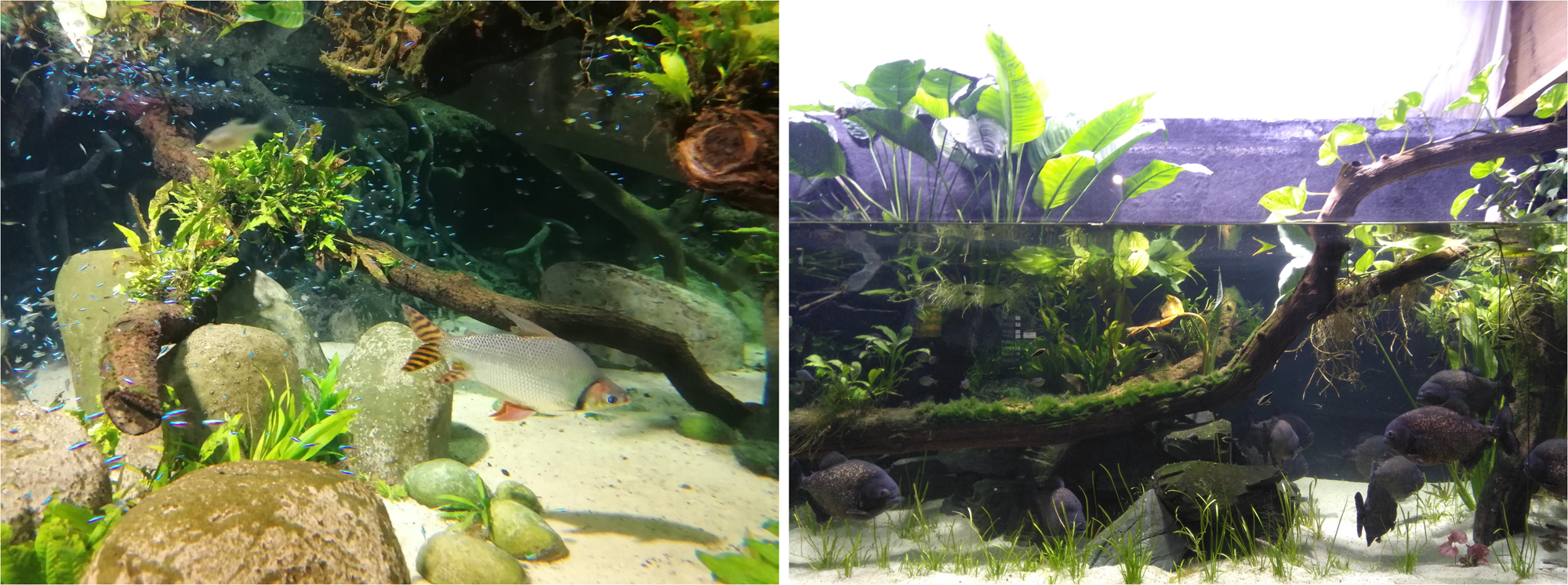 The conservation needs of freshwater fishes are no red herring