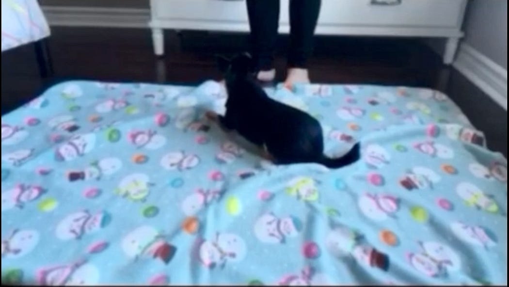 Is Crate Training Not Working For Your Dog Or Puppy? Veterinary