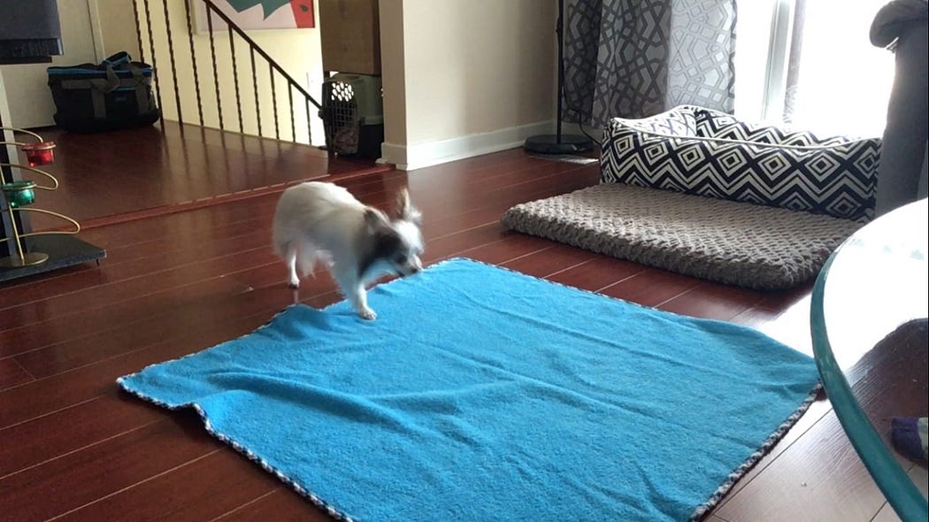 Is Crate Training Not Working For Your Dog Or Puppy? Veterinary