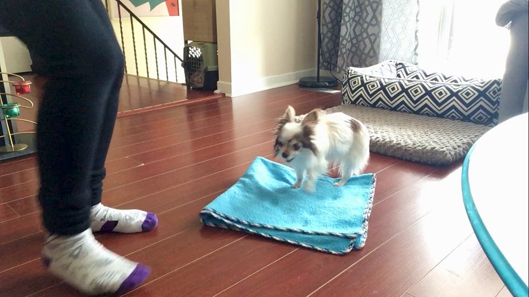 Is Crate Training Not Working For Your Dog Or Puppy? Veterinary