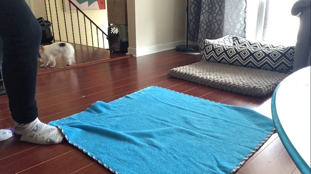 Is Crate Training Not Working For Your Dog Or Puppy? Veterinary