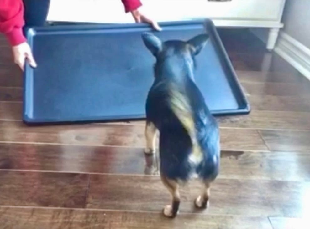 Is Crate Training Not Working For Your Dog Or Puppy? Veterinary