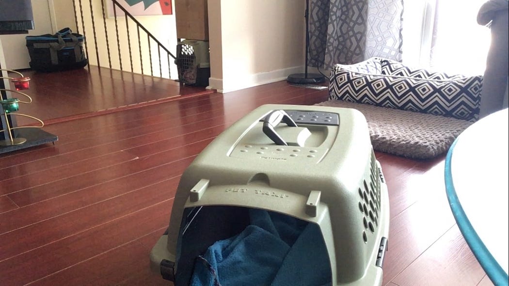 Is Crate Training Not Working For Your Dog Or Puppy? Veterinary