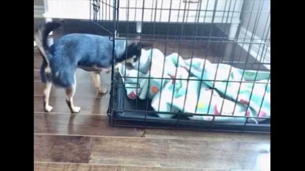 Is Crate Training Not Working For Your Dog Or Puppy? Veterinary