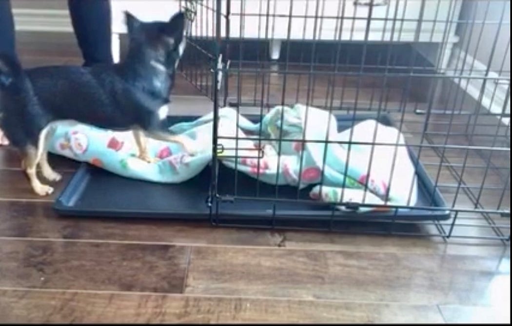 Is Crate Training Not Working For Your Dog Or Puppy? Veterinary