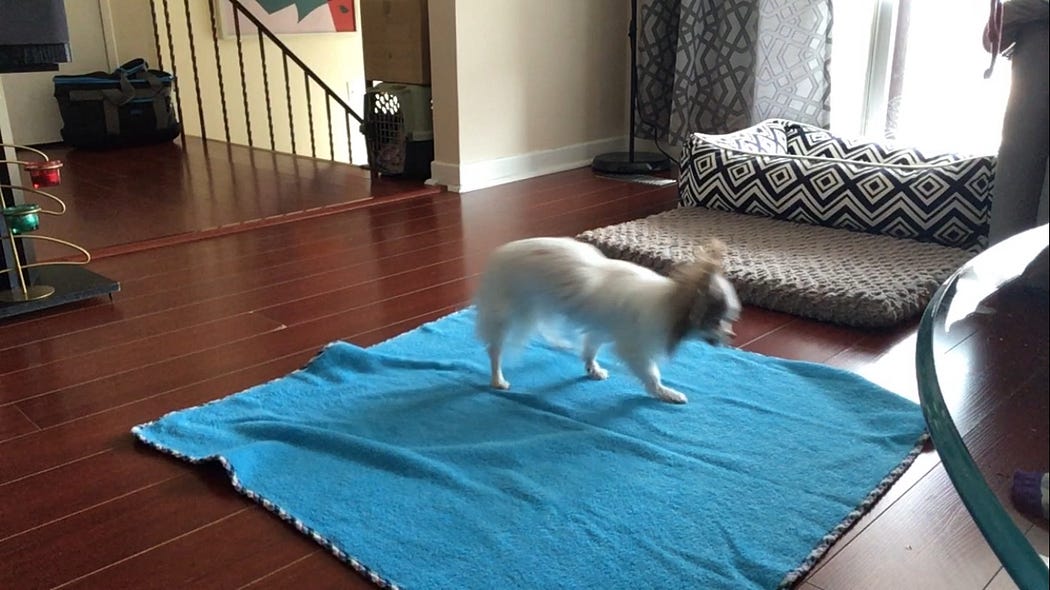 Is Crate Training Not Working For Your Dog Or Puppy? Veterinary