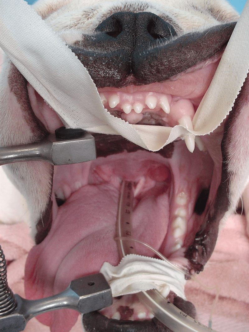 Endotracheal Tube Veterinary