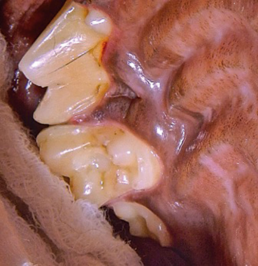 Do Dogs and Cats Get Cavities?