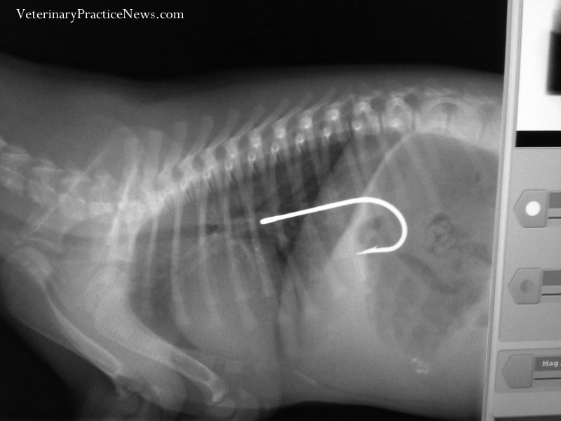 2014 XRay Contest Winners Veterinary Practice News