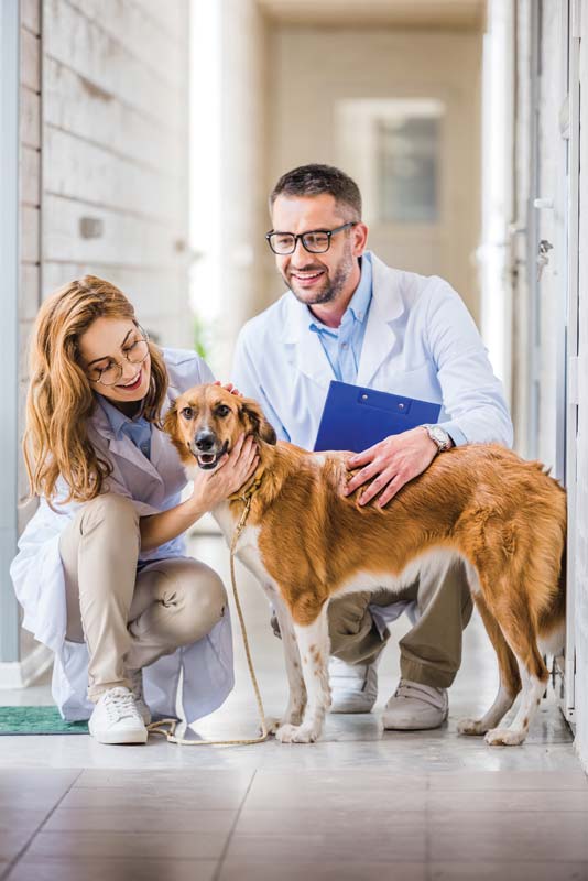 AVMA benefits Are you leaving anything behind?