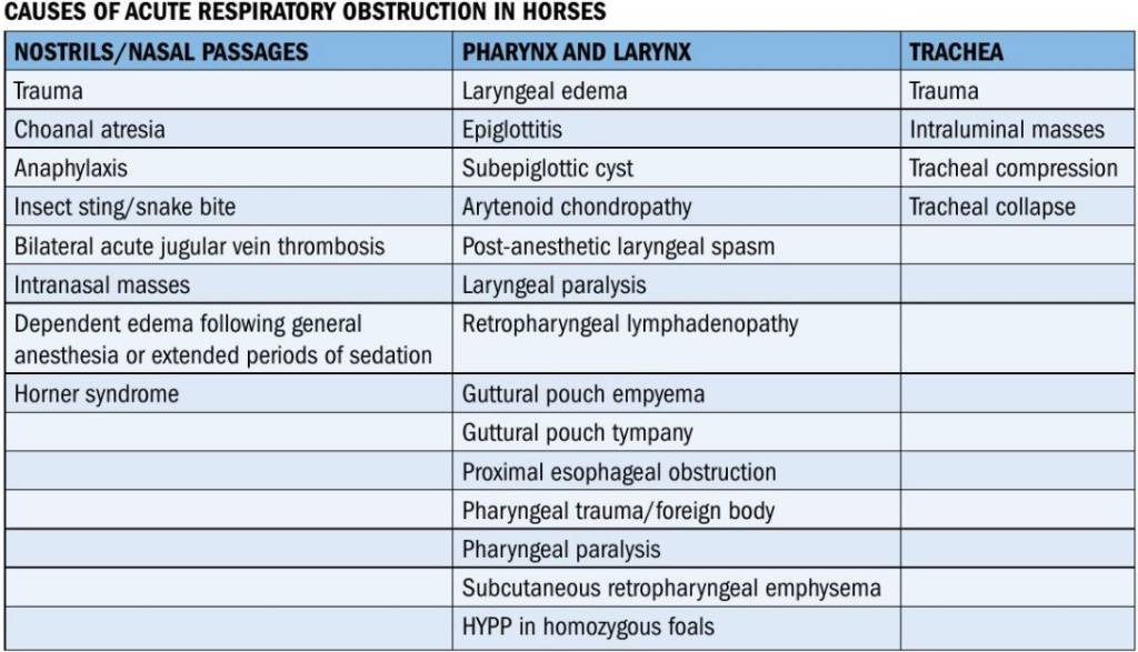 Understanding acute upper airway obstructions - Veterinary Practice News